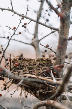 Bird nest