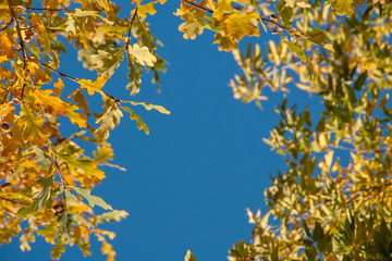 autumn. background of yellow and red oak leaves, Rowan and birch against the blue sky