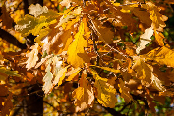 autumn. background of yellow and red oak leaves, Rowan and birch