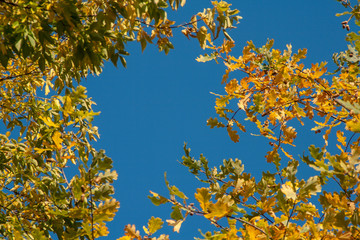 autumn. background of yellow and red oak leaves, Rowan and birch against the blue sky