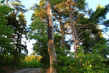 Fototapeta premium Trees and the sun-Walking Tours in Canada