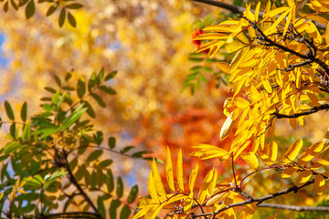 autumn. background of yellow and red oak leaves, Rowan and birch