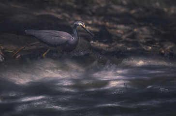 White-Faced Heron (Egretta novaehollandiae) hunting in river