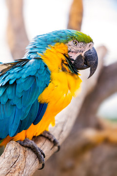 Closeup of a Blue and Yellow Macaw