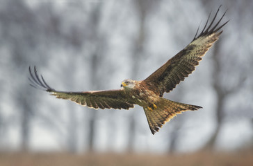 Wild red kite (Milvus milvus) flying above woodland trees