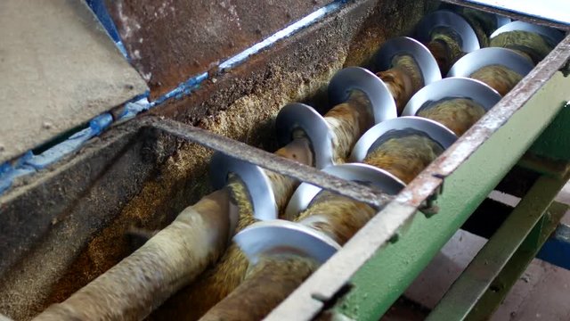 Production of rapeseed oil, processing of oilseed rapeseed, supply of rapeseed oil seeds to the cold pressing press, colza