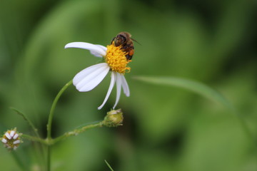Bee nectar