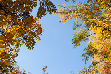autumn. background of yellow and red oak leaves, Rowan and birch against the blue sky