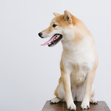 Portrait of Shiba Inu dog