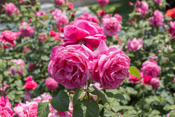 Blooming beautiful bunch of  roses in the garden