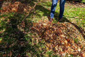 Cleaning of the territory from leaves in autumn. people with brooms, rakes and bags