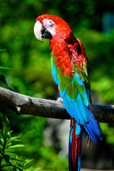 portrait of a red macaw