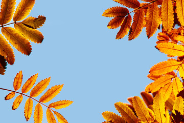 autumn. background of yellow and red oak leaves, Rowan and birch against the blue sky