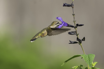Beak Loaded with Pollen