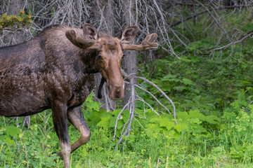 Naklejka na ściany i meble Male Moose Walks into Green Clearing