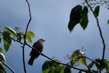 Blackbird in a tree