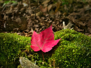 Close-up of red maple autumn leaf on ground moss in Minnesota forest