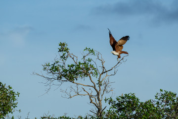 Eagle with large wings take off from a tree against blue sky.