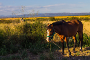 Ranch Horse