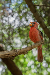 Male desert cardinal singing on a branch in a tree