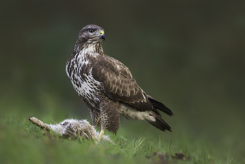 Wild common buzzard (Buteo buteo) eating rabbit prey