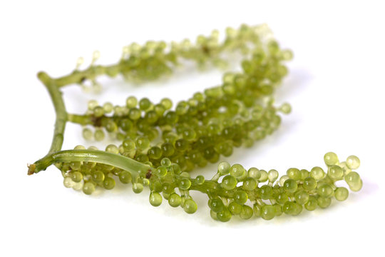 Sea grapes ( green caviar ) seaweed, Healthy food isolate on white
