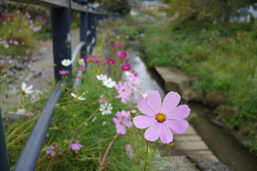 コスモス