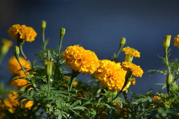 yellow flowers on background of blue sky