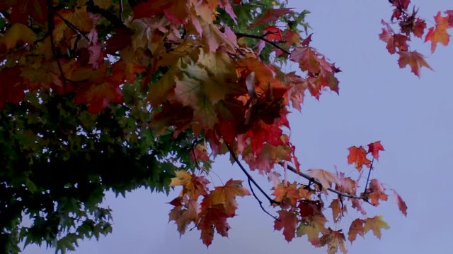 Fall leaves during cludy weather.