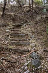 Fototapeta premium Forest Staircase