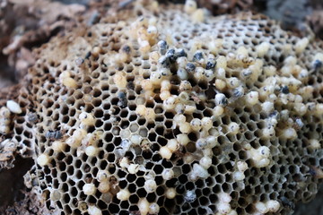 destroyed hive