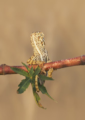 Wild common chameleon (Chamaeleo chamaeleon) on branch in vegetation in southern Spain