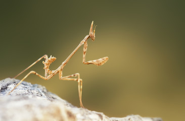 Wild empusa stick insect (Phasmatodea) in SPain