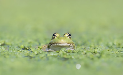 Perez's Frog (Pelophylax perezi)