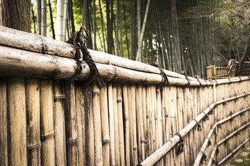 bamboo fence in forest