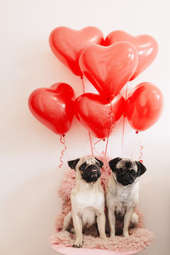 Pug dogs in love