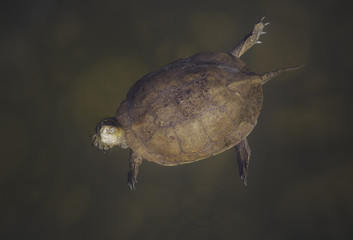 Spanish Pond Turtle (Mauremys leprosa)