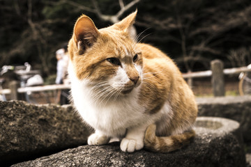 Fototapeta na wymiar an orange cat sits on rock outside