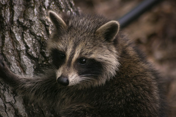 Naklejka na ściany i meble raccoon in tree