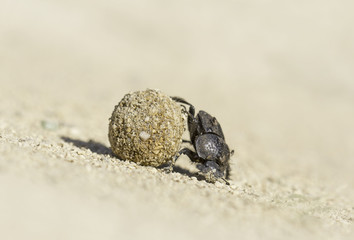 Wild beetle pushing dung in Spain