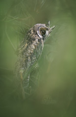 Wild short eared owl (Asio flammeus) in coastal vegetation in Jersey