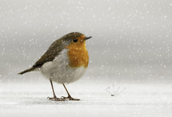 Wild european robin (Erithacus rubecula) in snow