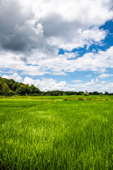 Rice field in Lampang province