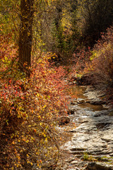 Autumn leaves and trees along quiet stream bed