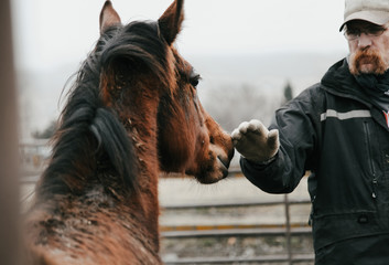 man reaching out to young colt during training