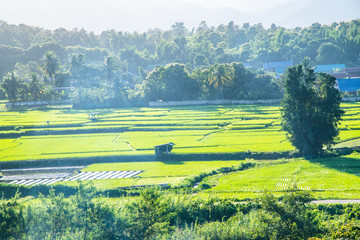 Rice field in Muang Pan district of Lampang province
