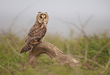 Wild short eared owl (Asio flammeus) in coastal vegetation in Jersey