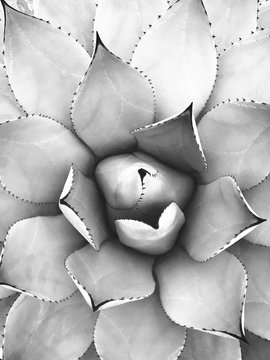 Close up of agave
