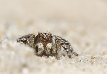 Jumping spider (Aelurillus v-insignitus)  from coastal dunes in Jersey, UK