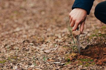 Catching truffles at forest